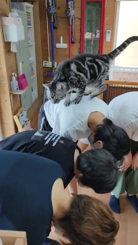 背中を渡るメイちゃん