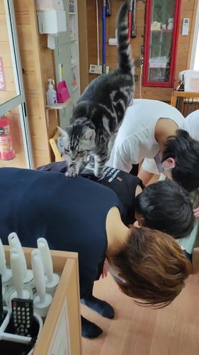 背中を渡るメイちゃん