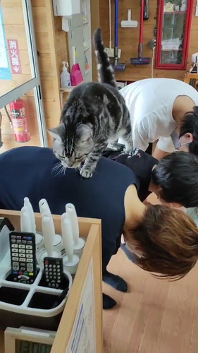 背中を渡るメイちゃん