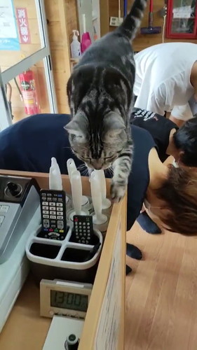 背中を渡るメイちゃん