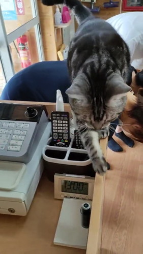 背中を渡るメイちゃん