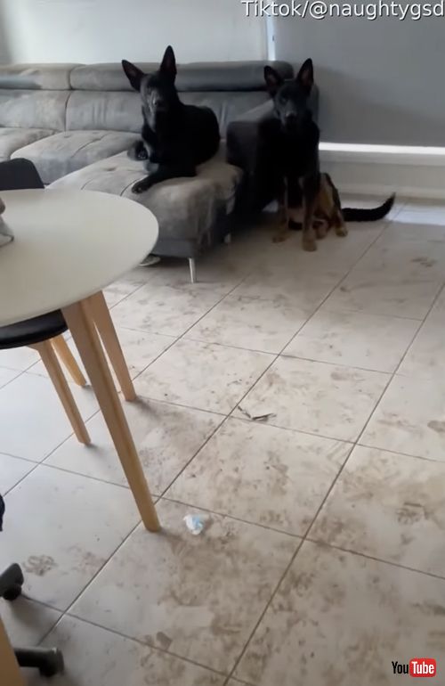 出迎える犬たち
