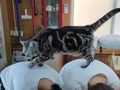 お猫様のお通りにゃん　背中で作った道を悠々と歩く猫に「私も踏まれたい」「ご褒美です」とうらやむ声