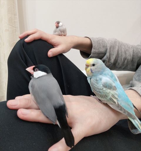 夫に集まる鳥さん3羽