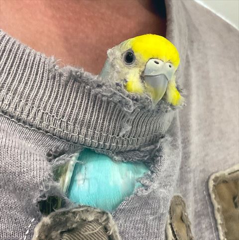 インコ画像トリミング