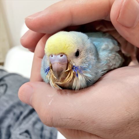 手に包まれてるインコの画像