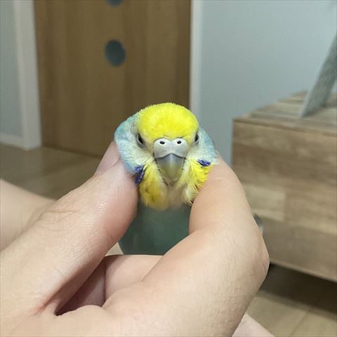 指で触れられているインコ