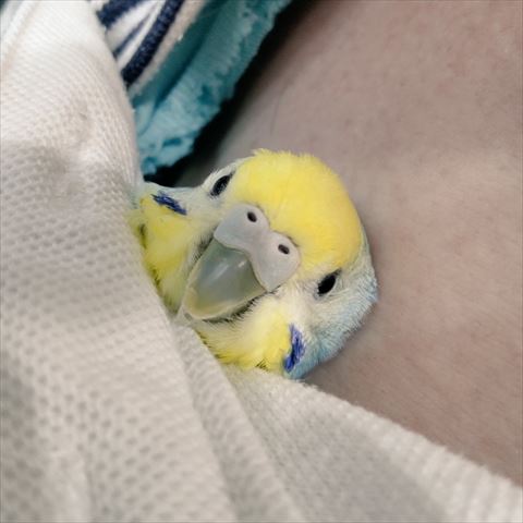 にっこりしてるインコ