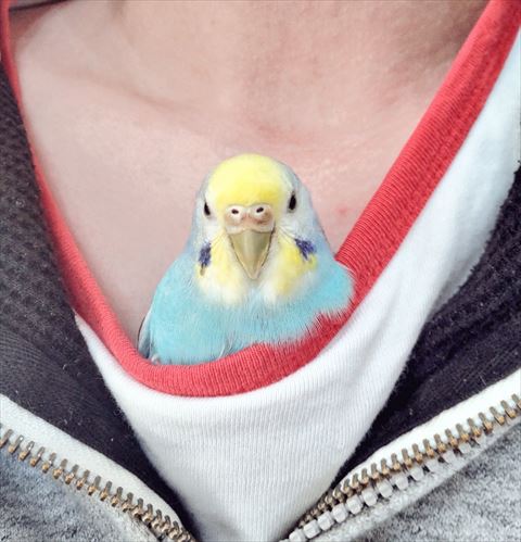 服にいるインコ正面