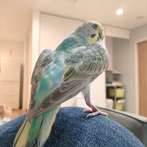 インコ後ろ姿