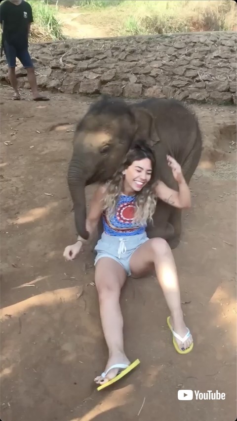 近寄ってくる象