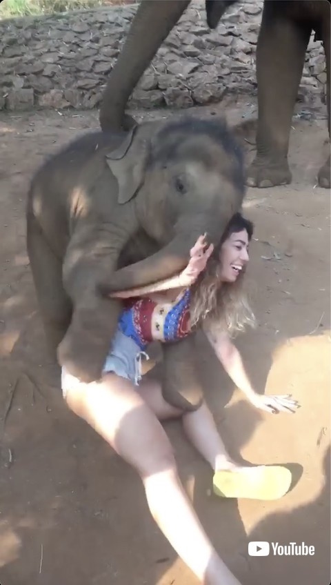 ハグしようとする象