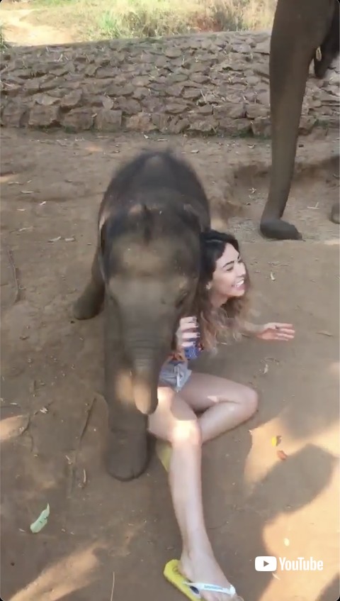 女性に乗りかかる象