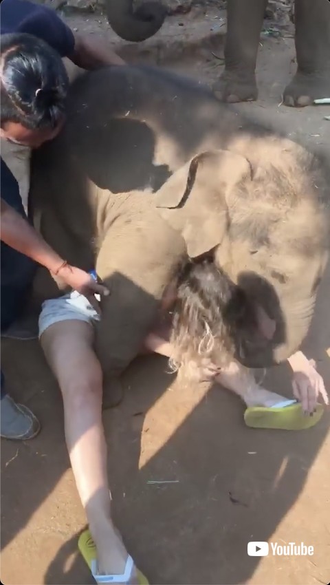 乗りかかってくる象