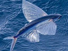 トビウオの美しさを100%捉えた写真に“9万いいね” 「羽がガラス細工