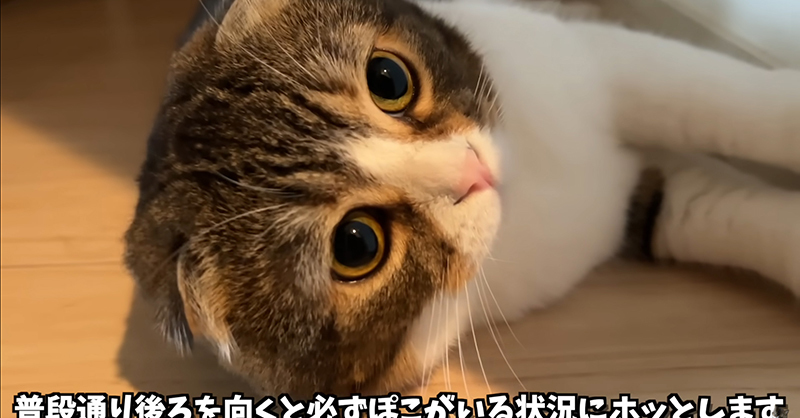 体調不良から復活した猫→ママにべったり そばから離れない様子