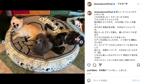 デヴィ夫人のティーカッププードル愛犬リリーが天国へ