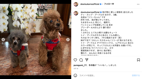 デヴィ夫人のティーカッププードル愛犬リリーが天国へ