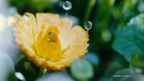 新垣結衣が出演した「ビオリス」の新CM