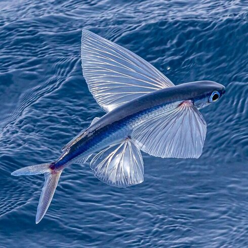 トビウオの美しさを100%捉えた写真に“9万いいね” 「羽がガラス細工