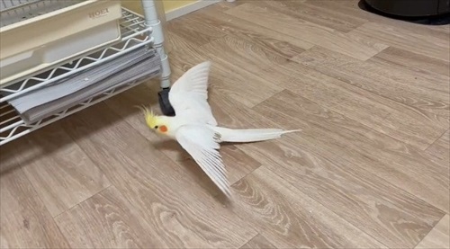 飛行機みたいなオカメインコ