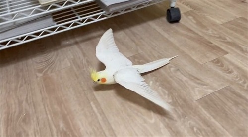 飛行機みたいなオカメインコ