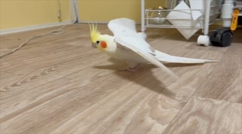 飛行機みたいなオカメインコ