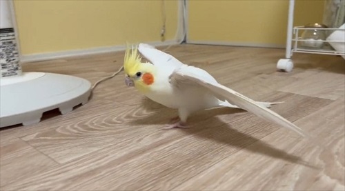 飛行機みたいなオカメインコ