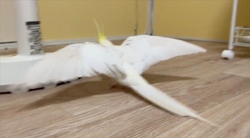 飛行機みたいなオカメインコ