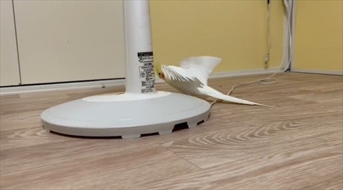 飛行機みたいなオカメインコ