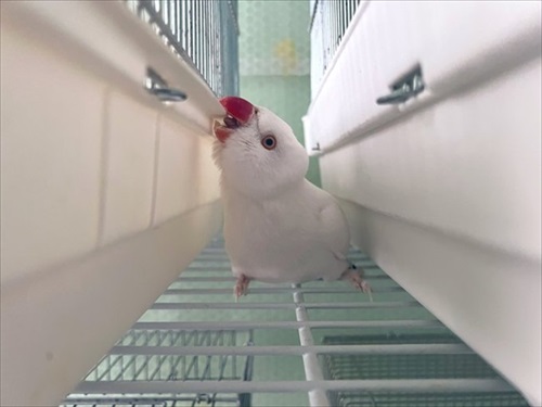 飛行機みたいなオカメインコ