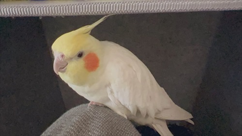 飛行機みたいなオカメインコ