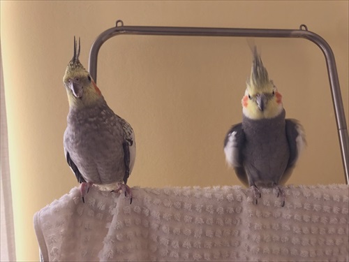 飛行機みたいなオカメインコ