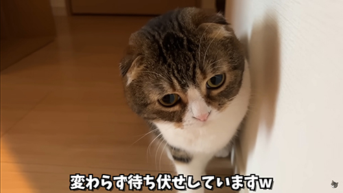 伏目ぽこちゃん