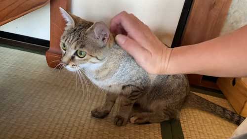 遠慮がちに甘える子猫