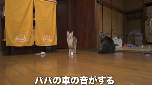 車の音への子猫の反応