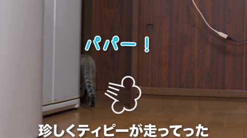 玄関に向かう子猫