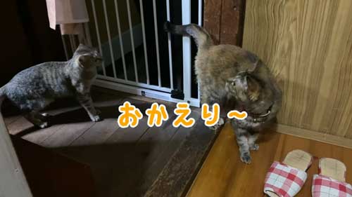 猫たちのおかえり