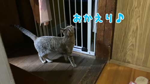 子猫のおかえりなさい