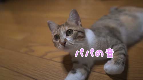 子猫 パパ 大好き 帰宅 おかえり 出迎え 安心 大喜び