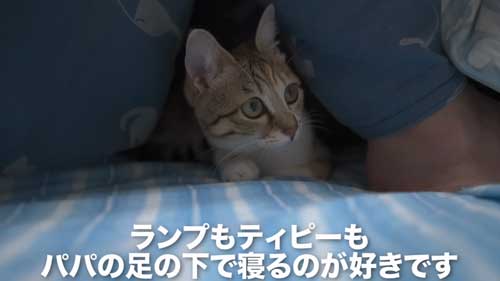 子猫 パパ 大好き 帰宅 おかえり 出迎え 安心 大喜び