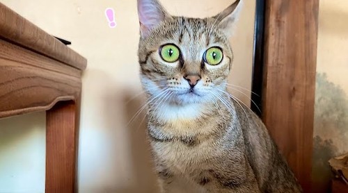遠慮がちに甘える子猫
