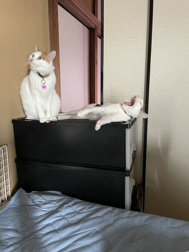 新入り猫ちゃん