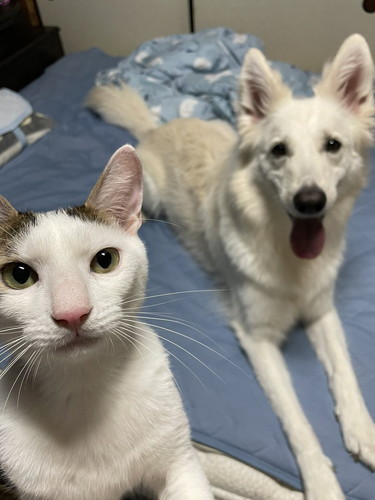 新入り猫ちゃんと犬