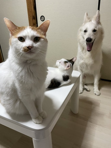 新入り猫ちゃん犬と先住猫