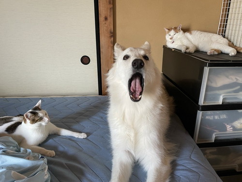 新入り猫ちゃんとうたちゃん