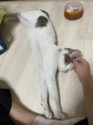 犬がびっくりした表情