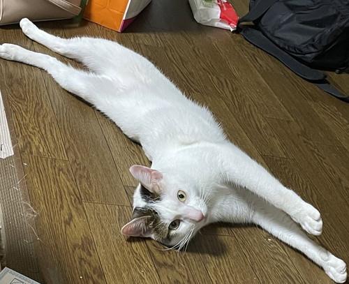 のびのびしている保護猫