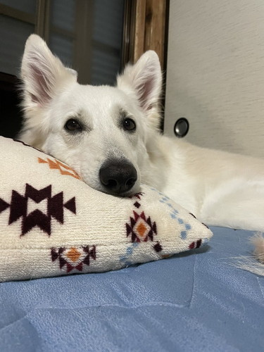 まったりする犬