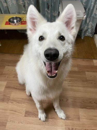 キラキラ笑顔の犬